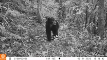Confirman la presencia de un oso de anteojos en predios de conservación de Cali