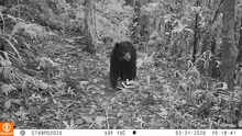 Confirman la presencia de un oso de anteojos en predios de conservación de Cali