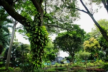 En Semana Santa, Cali le dice “sí” a la vida: el Dagma entregará más de 2000 plantas ornamentales y pide no usar palma de cera