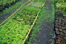 En Semana Santa, Cali le dice “sí” a la vida: el Dagma entregará más de 2000 plantas ornamentales y pide no usar palma de cera