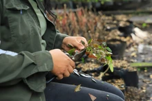 En Semana Santa, Cali le dice “sí” a la vida: el Dagma entregará más de 2000 plantas ornamentales y pide no usar palma de cera