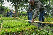 En Semana Santa, Cali le dice “sí” a la vida: el Dagma entregará más de 2000 plantas ornamentales y pide no usar palma de cera