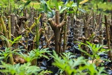 En Semana Santa, Cali le dice “sí” a la vida: el Dagma entregará más de 2000 plantas ornamentales y pide no usar palma de cera