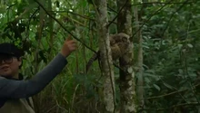 Cali conmemoró el ‘Día Mundial de la Vida Silvestre’ con la liberación de aves, reptiles y mamíferos en su hábitat natural