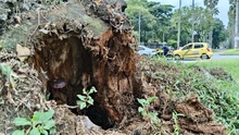 El Dagma aporta a la seguridad en el sur de Cali: se despejan cámaras de videovigilancia en la avenida Pasoancho