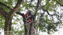 El Dagma aporta a la seguridad en el sur de Cali: se despejan cámaras de videovigilancia en la avenida Pasoancho