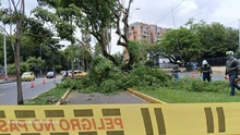 El Dagma aporta a la seguridad en el sur de Cali: se despejan cámaras de videovigilancia en la avenida Pasoancho