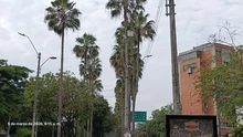 El Dagma aporta a la seguridad en el sur de Cali: se despejan cámaras de videovigilancia en la avenida Pasoancho