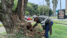 El Dagma aporta a la seguridad en el sur de Cali: se despejan cámaras de videovigilancia en la avenida Pasoancho