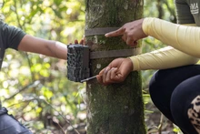¡Ojos en el bosque! Cámaras trampa revelan más de 60 especies de fauna silvestre en zonas rurales y urbanas de Cali