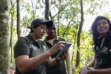 ¡Ojos en el bosque! Cámaras trampa revelan más de 60 especies de fauna silvestre en zonas rurales y urbanas de Cali