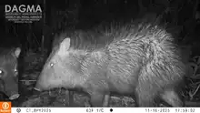 ¡Ojos en el bosque! Cámaras trampa revelan más de 60 especies de fauna silvestre en zonas rurales y urbanas de Cali