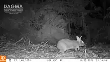 ¡Ojos en el bosque! Cámaras trampa revelan más de 60 especies de fauna silvestre en zonas rurales y urbanas de Cali