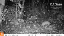 ¡Ojos en el bosque! Cámaras trampa revelan más de 60 especies de fauna silvestre en zonas rurales y urbanas de Cali