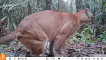 ¡Ojos en el bosque! Cámaras trampa revelan más de 60 especies de fauna silvestre en zonas rurales y urbanas de Cali