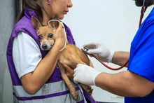Bienestar Animal atendió denuncia ciudadana y rescata a perrita, en grave estado de salud, en conjunto residencial