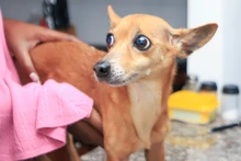 Bienestar Animal atendió denuncia ciudadana y rescata a perrita, en grave estado de salud, en conjunto residencial