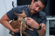 Bienestar Animal atendió denuncia ciudadana y rescata a perrita, en grave estado de salud, en conjunto residencial