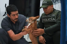 Bienestar Animal atendió denuncia ciudadana y rescata a perrita, en grave estado de salud, en conjunto residencial