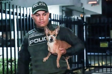 Bienestar Animal atendió denuncia ciudadana y rescata a perrita, en grave estado de salud, en conjunto residencial