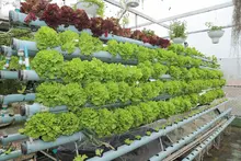 En la zona rural, Las Mujeres de la Huerta recibieron apoyo para fortalecer su emprendimiento agrícola 