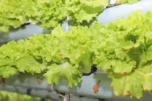 En la zona rural, Las Mujeres de la Huerta recibieron apoyo para fortalecer su emprendimiento agrícola 