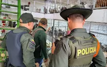 Se intensifican los operativos contra el tráfico de fauna y flora silvestre en víspera de la Semana Santa