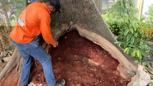 El Dagma inicia tratamientos fitosanitarios para salvar la flora urbana mediante el programa de compensaciones