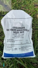 El Dagma inicia tratamientos fitosanitarios para salvar la flora urbana mediante el programa de compensaciones