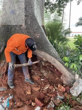 El Dagma inicia tratamientos fitosanitarios para salvar la flora urbana mediante el programa de compensaciones