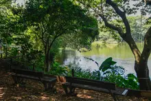 Dagma pide denunciar la extracción de fauna silvestre luego de incidente con una iguana 