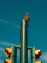 Articulan operativos de control para mitigar alteraciones en el comportamiento de la fauna silvestre