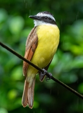 Bichofue