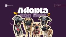Cali abre su corazón a los ‘peluditos’: diez historias de vida esperan un hogar en la mega jornada de adopción del sábado