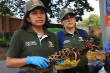 Autoridad ambiental hace incautación de fauna silvestre en la Terminal de Transporte: se intensifican controles previos a Semana Santa