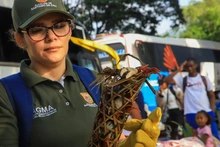 Autoridad ambiental hace incautación de fauna silvestre en la Terminal de Transporte: se intensifican controles previos a Semana Santa