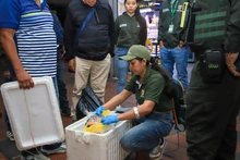 Autoridad ambiental hace incautación de fauna silvestre en la Terminal de Transporte: se intensifican controles previos a Semana Santa