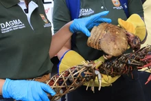 Autoridad ambiental hace incautación de fauna silvestre en la Terminal de Transporte: se intensifican controles previos a Semana Santa