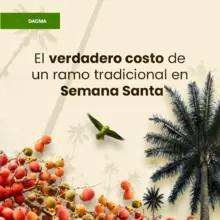 El Domingo de Ramos se entregarán 2000 plantas vivas para frenar el tráfico de palma de cera