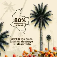 El Domingo de Ramos se entregarán 2000 plantas vivas para frenar el tráfico de palma de cera