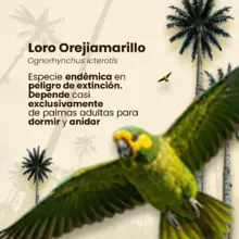 El Domingo de Ramos se entregarán 2000 plantas vivas para frenar el tráfico de palma de cera