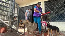 Multa de más de 60 millones de pesos por maltrato de ocho caninos y una minipig en Cali: el caso se remitirá a la Fiscalía