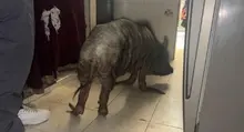 Multa de más de 60 millones de pesos por maltrato de ocho caninos y una minipig en Cali: el caso se remitirá a la Fiscalía