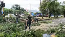 Se atendieron 17 emergencias por caída de árboles, tras vendaval en el norte de Cali