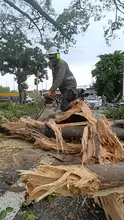 Se atendieron 17 emergencias por caída de árboles, tras vendaval en el norte de Cali