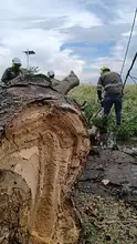 Se atendieron 17 emergencias por caída de árboles, tras vendaval en el norte de Cali