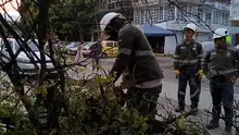 Se atendieron 17 emergencias por caída de árboles, tras vendaval en el norte de Cali