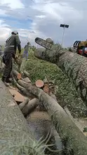 Se atendieron 17 emergencias por caída de árboles, tras vendaval en el norte de Cali