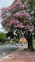 Agenda para el Miércoles Santo en Cali: prográmese
