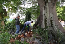Tres árboles emblemáticos afectados con plagas y hongos son intervenidos por la autoridad ambiental